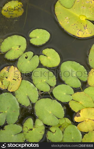 Waterweed on pond