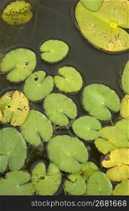 Waterweed on pond