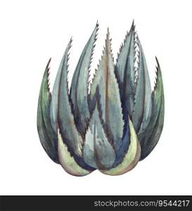 Watrcolor hand drawn realistic cactus illustration. Botanical aloe