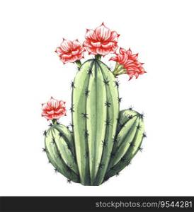 Watrcolor hand drawn realistic cactus illustration. Botanical Echinocereus triglochidiatus with flower isolated on white.. Watrcolor hand drawn realistic cactus illustration. Botanical Echinocereus triglochidiatus with flower isolated on white