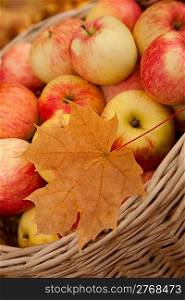 Wattled basket with apples among maple leaves
