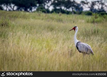 Wattled crane in high grass in the Okavango delta, Botswana.