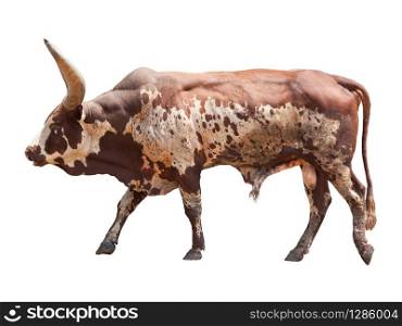 watusi big ox cow isolated white. watusi big ox cow