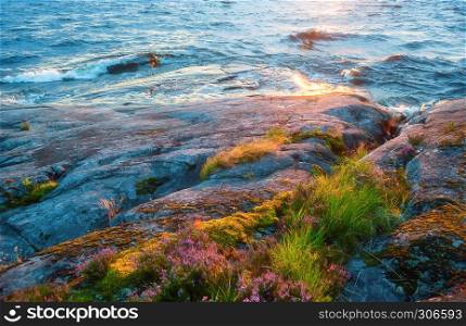 Waves of Lake Onega with the reflected light of the setting sun are beating against a granite shore with growing flowers and moss close-up. Selective soft focus.. Rocky Shore With Growing Flowers Closeup