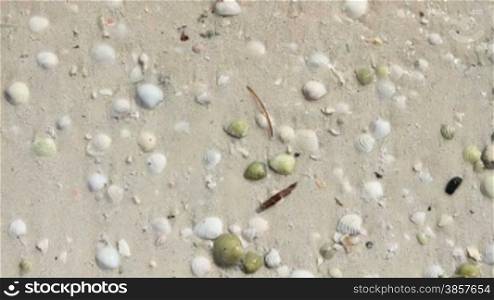 waves washing over seashells in the sand, includes audio