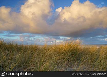 Waving dune grass with cumulus clouds above the North Sea coastline of the Netherlands. Sunset View from dune top over North Sea from the dutch islands