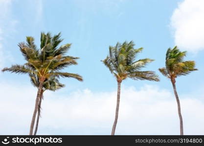 Waving palmtrees against a blue sky