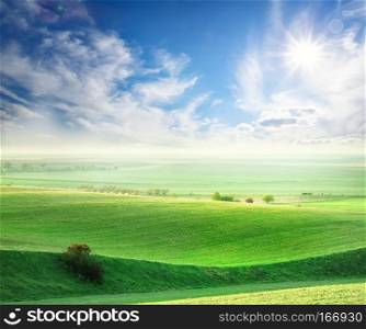 Wavy field with a green grass under the bright sun. Wavy field with a green grass