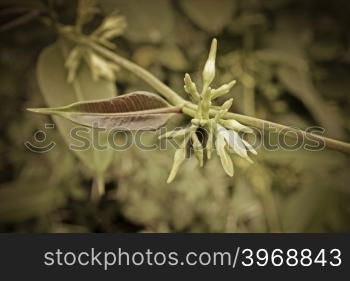 Wax Leaved Climber, Indian sarsaparilla, Cryptolepis buchananii