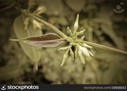 Wax Leaved Climber, Indian sarsaparilla, Cryptolepis buchananii