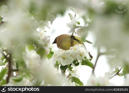 Waxwing