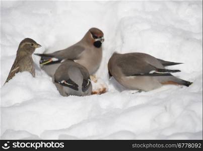Waxwings in the snow