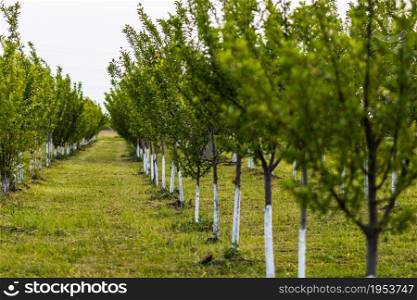 Way through a row of trees. Orchard of trees with painted trunks in white.