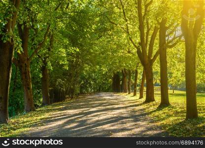 way through beautiful natural forest with morning sun soft light