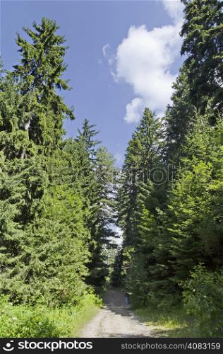 Way through green forest and high pine-tree in Rila mountain, Bulgaria.