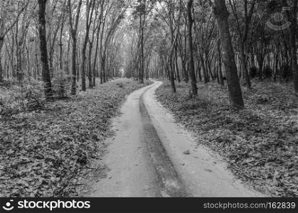 way to forest in black and white