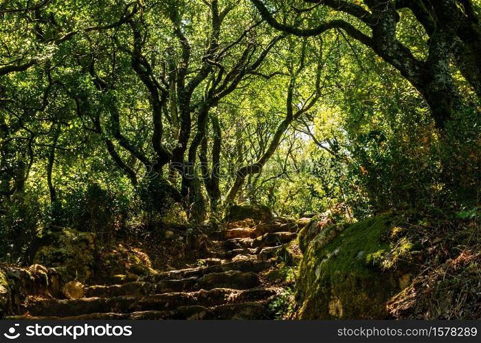 Way to the cross, via crucis, trail on ancient forest of Bussaco, in Luso, Mealhada, Aveiro in Portugal.