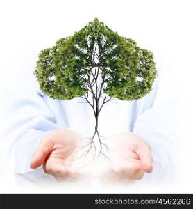 We love to nature. Close up of human hands holding green tree