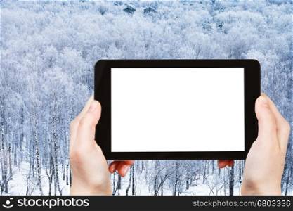 weather concept - hands hold tablet with cut out screen with frozen forest on background in winter