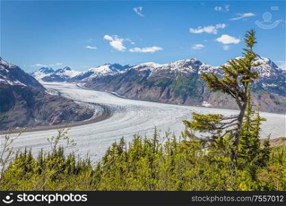 Weatherd tree with Salmon Glacier and mountain scenery in the back