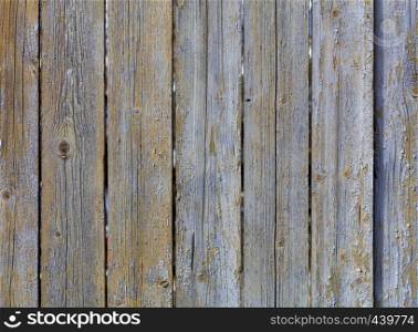 Weathered old gray wooden fence with peeling paint and rusty nails. Texture of weathered old gray wooden fence