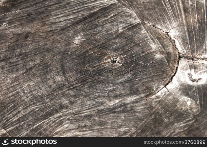 Weathered walnut log