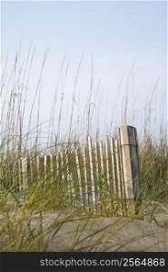 Weathered wooden fence with beach grass on Bald Head Island, North Carolina.