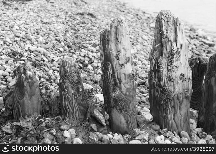 Weathered wooden groin at beach. Weathered wooden groin at beach with many pebble stones black and white