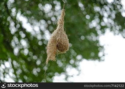 Weaver bird nest in Kruger National Park, South Africa