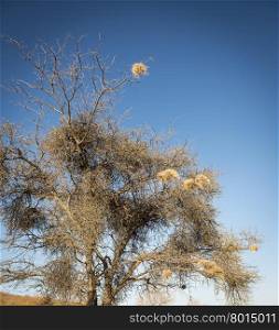 Weaver bird nests in an old dry tree in Botswana, Africa