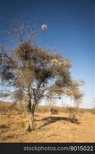 Weaver bird nests in an old dry tree in Botswana, Africa