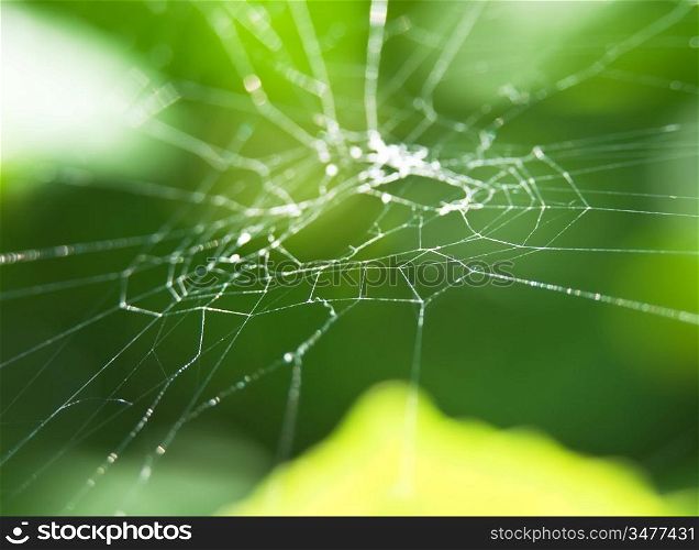 web in the garden