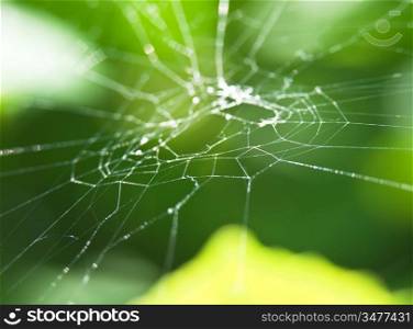 web in the garden