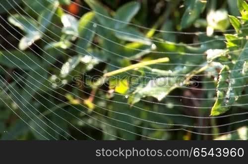 web on the branches in the meadow
