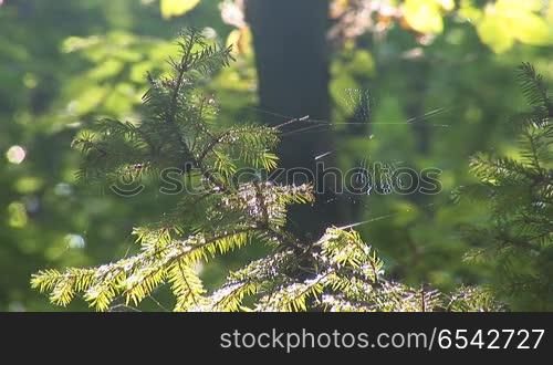 web on the branches in the woods