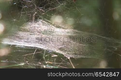 web on the branches in the woods