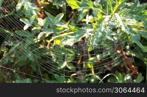 web on the grass