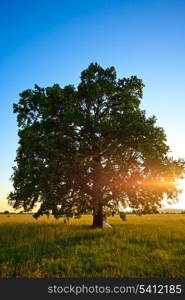 Wedding couple under the oak tree on sunset