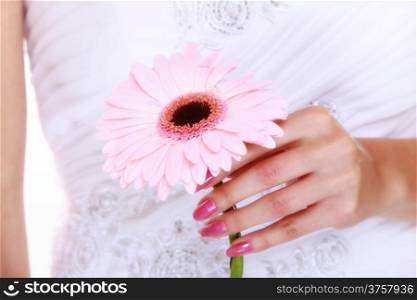 Wedding day. Pink flower gerbera daisy in the hands of the bride