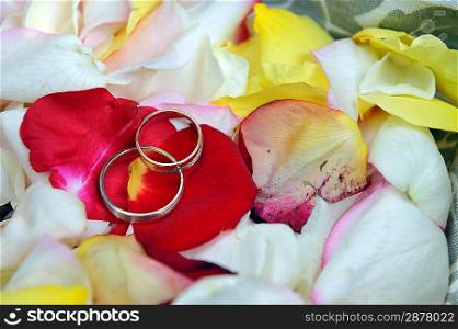 wedding gold rings on roses petals. close up