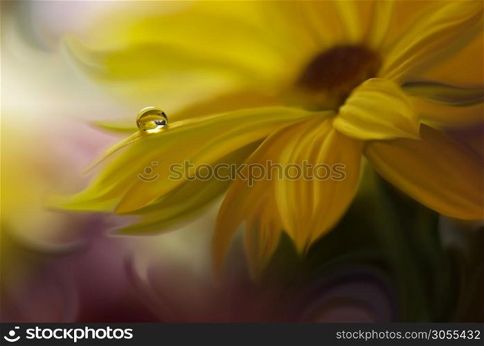 Wedding Invitation or Greeting Card.Yellow Nature Background.Floral Art Design.Abstract pastel background with copy space.Creative Artistic Wallpaper.Daisy Flower and Water Drop.Golden Color.Macro Photography.Water Drop.