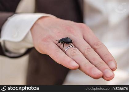 wedding ring on the hand of the groom, on the hand of a black beetle crawling