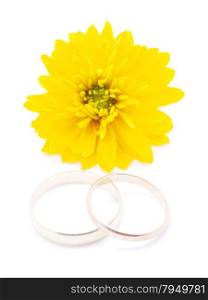 wedding rings and flowers aster on a white background