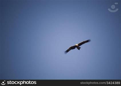 Wedge-Tail eagle in full flight on blue sky with copy space
