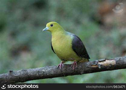 Wedge tailed green pigeon, Treron sphenurus, Sattal, Nainital, Uttarakhand, India