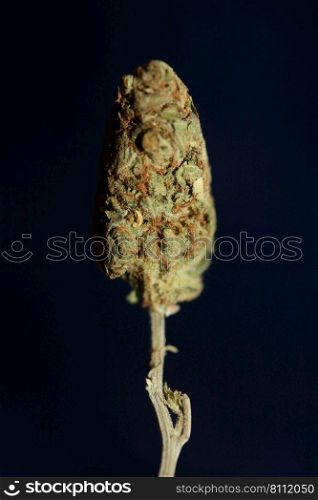 Weed bud close up botanical modern background high quality big size prints cannabis sativa family cannabaceae home decor wall posters