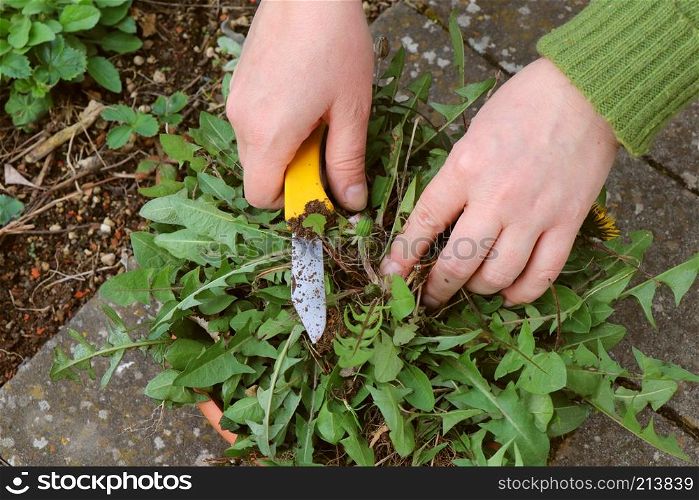 Weeding in Germany. Dirty female hands holding yellow knife and dandelion plant green.