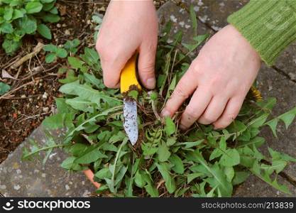 Weeding in Germany. Dirty female hands holding yellow knife and dandelion plant green.