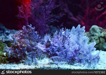 Weedy scorpionfish swimming fish tank underwater aquarium / Rhinopias frondosa leaf scorpion fish