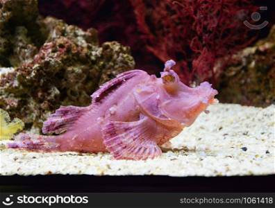 weedy scorpionfish swimming marine life underwater ocean / Rhinopias frondosa leaf scorpion fish